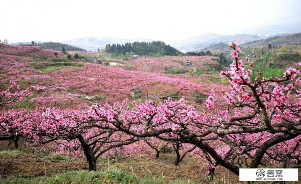 7月份是去成都游玩的最好时机吗_3月四川旅游