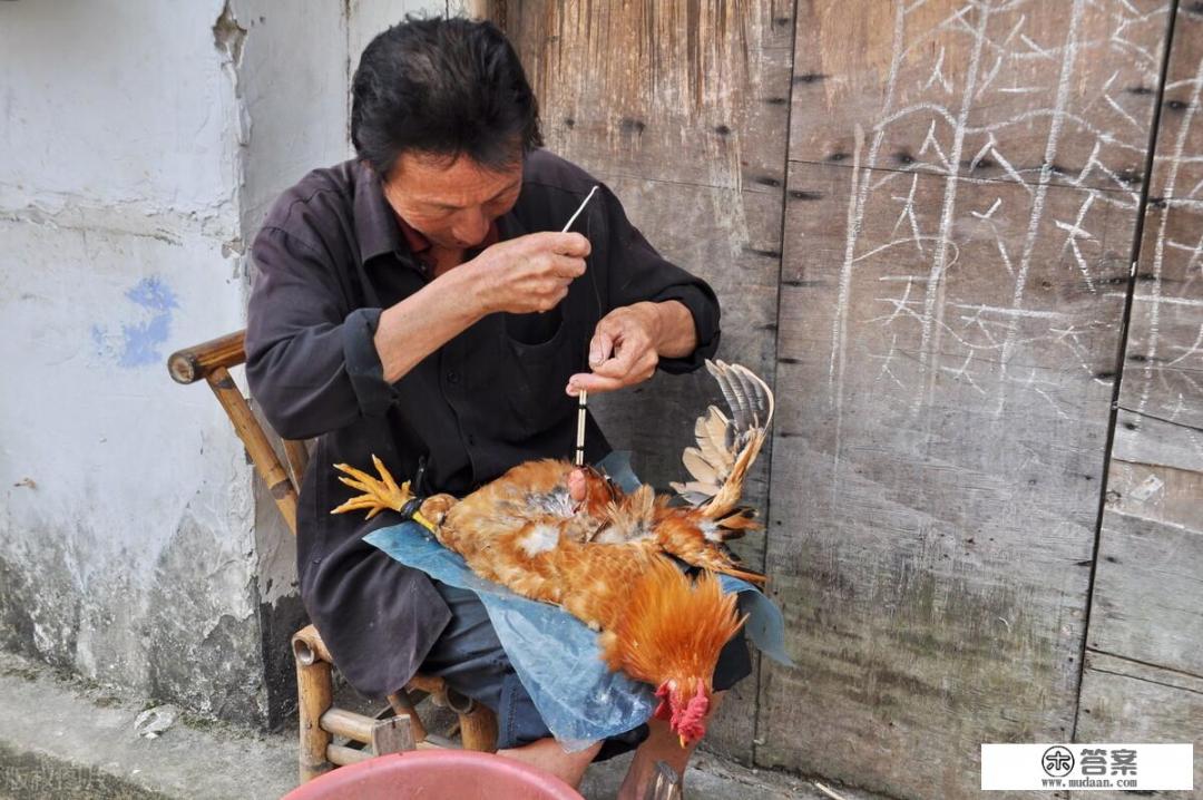 什么是大健康观念_在农村，很多公鸡会被阉，被阉之后你知道有哪些好处吗