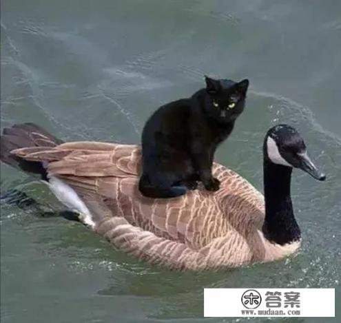有没有一看就笑出鼻涕泡的那种文案_你的朋友圈有没有一些笑破肚皮的说说