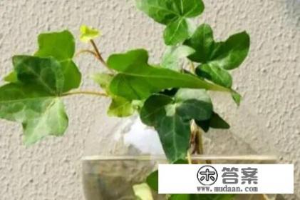 正对入户门应摆什么绿色植物_屋内长期适合种什么植物