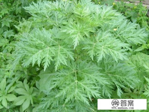 芽苗菜优缺点_农村有种野菜叫“猪牙菜”，是不是这个？怎么吃