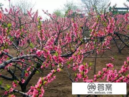 唐山4月赏花好去处_唐山春季赏花去哪最热闹