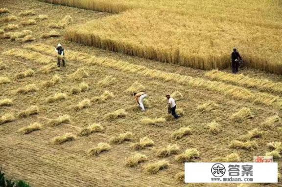 “但是”之前的话都是毫无意义的，真的是这样吗_对于过去手工割麦年代的记忆你还有多少