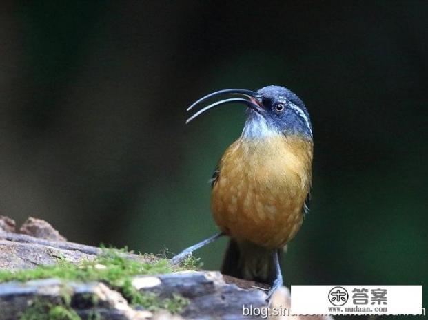 高黎贡山勐赫小镇值得去吗_怎么去潞江坝百花岭（高黎贡山）观鸟？有什么推荐和建议的