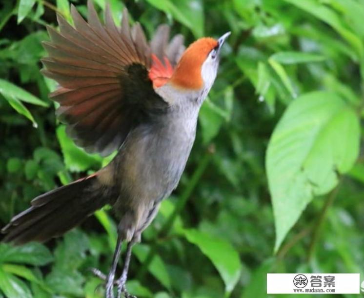 高黎贡山勐赫小镇值得去吗_怎么去潞江坝百花岭（高黎贡山）观鸟？有什么推荐和建议的