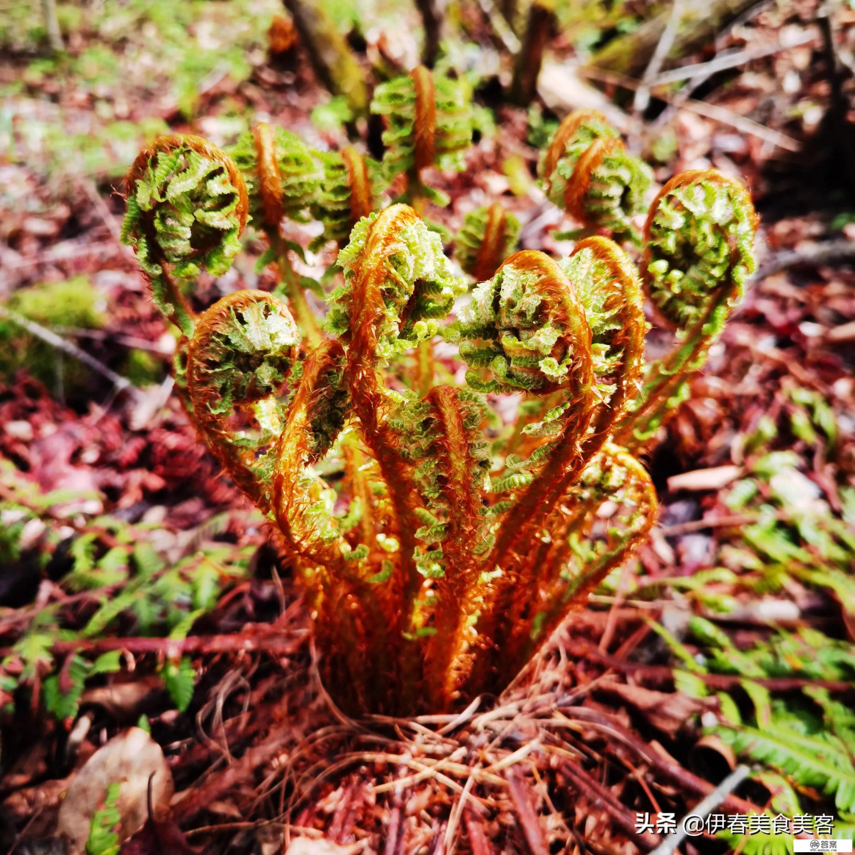 东北山野菜都有哪些比较好吃呢