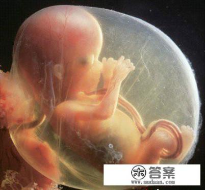 胎儿是不是在最后一个月会长得很快