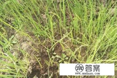 小葱的种植方法全过程