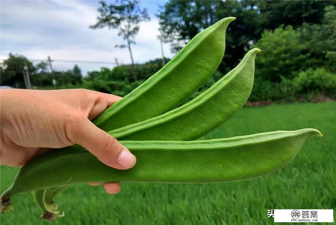 刀豆土豆怎么烧