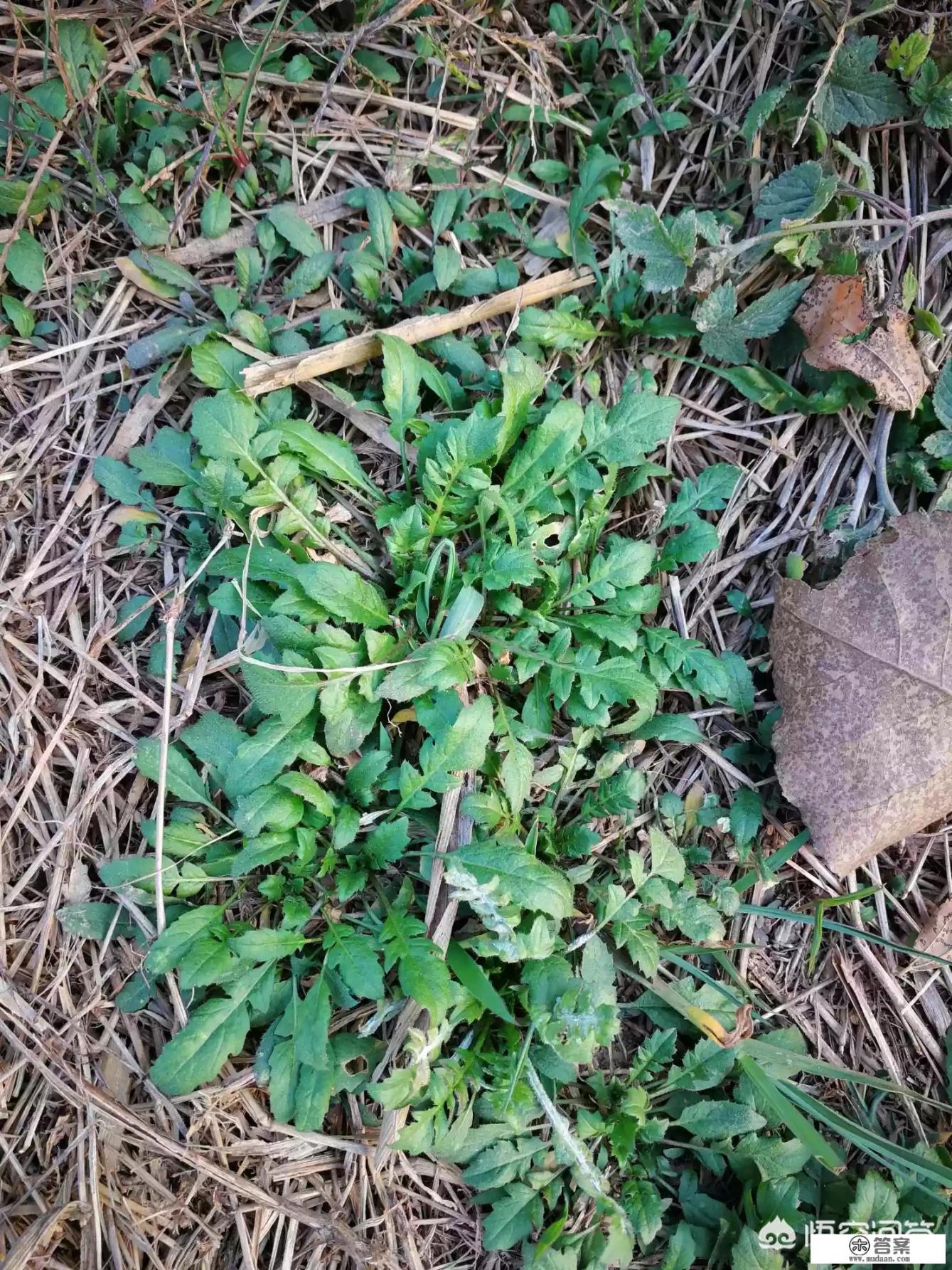 东北山野菜种类