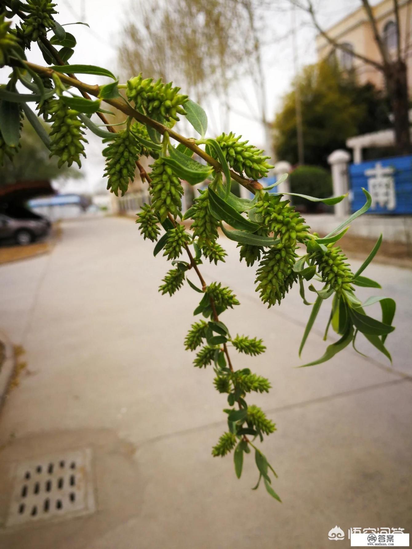 东北山野菜种类