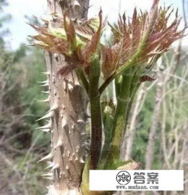 我在山上采摘了一些野菜，你知道这叫什么吗？