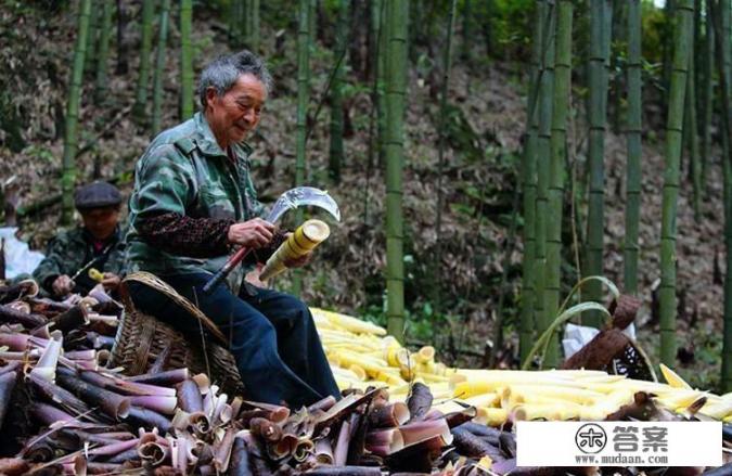 七月中旬，农村山上还有竹笋挖吗？这种竹笋要怎么做好吃