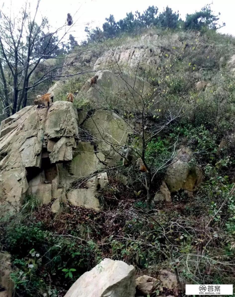 藏马山温泉门票