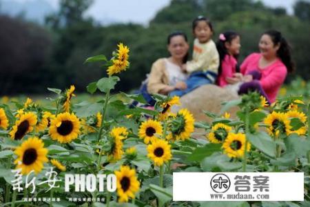 2021神木葵花节开放时间