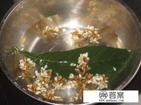 种植枇杷树林养蜜蜂的前景如何