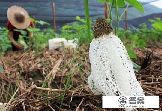 竹荪菌栽培技术好学吗？需要注意哪些