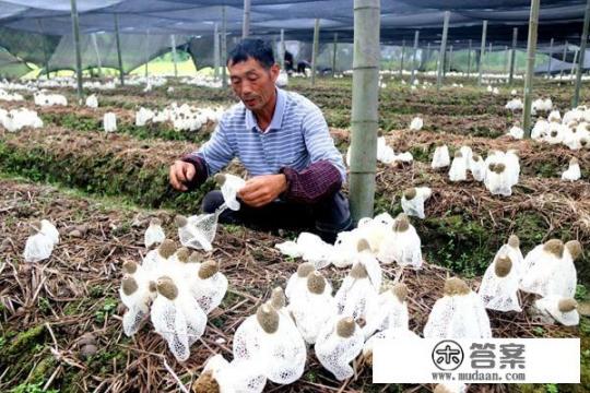 竹荪菌栽培技术好学吗？需要注意哪些