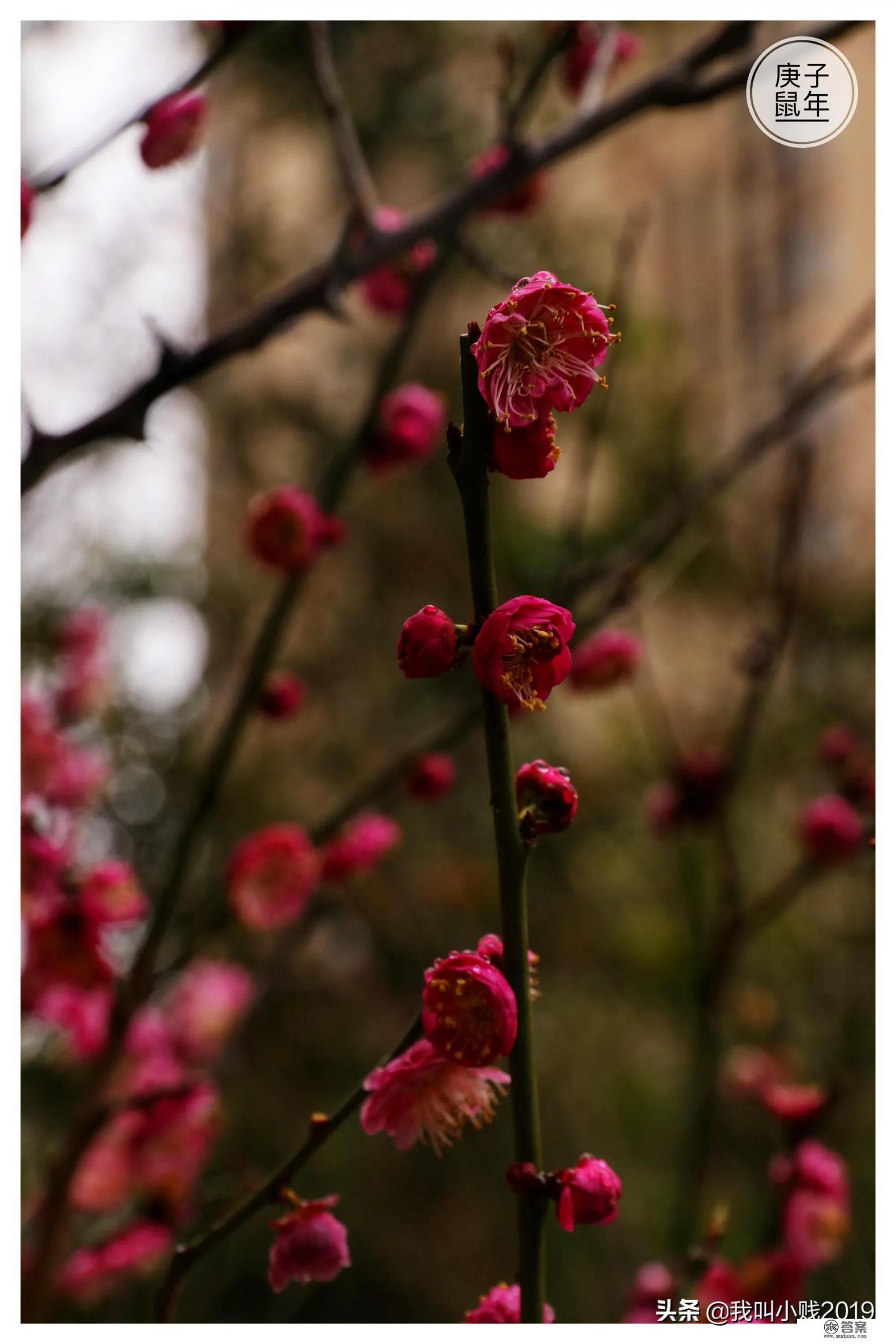 春暖花开，有哪些花是红色的？怎样摄影秀丽好看