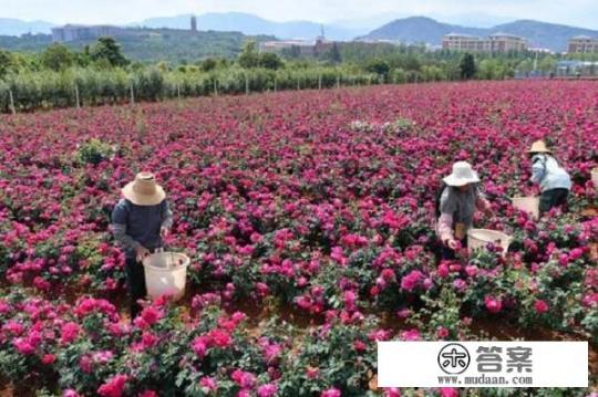 能入菜的鲜花有哪些