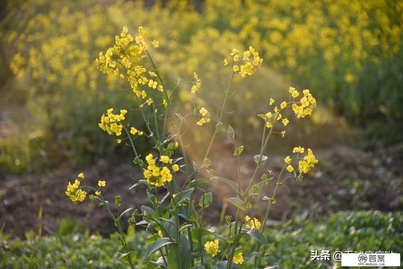 午餐食谱大全及做法是什么呢