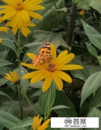 菊芋是什么植物？可在哪些地方种植、注意什么