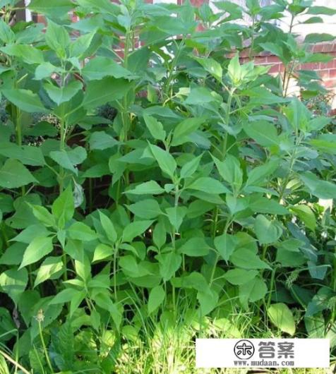 菊芋是什么植物？可在哪些地方种植、注意什么