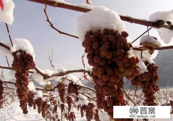 中国地区能种植出冰葡萄吗?气候适宜吗