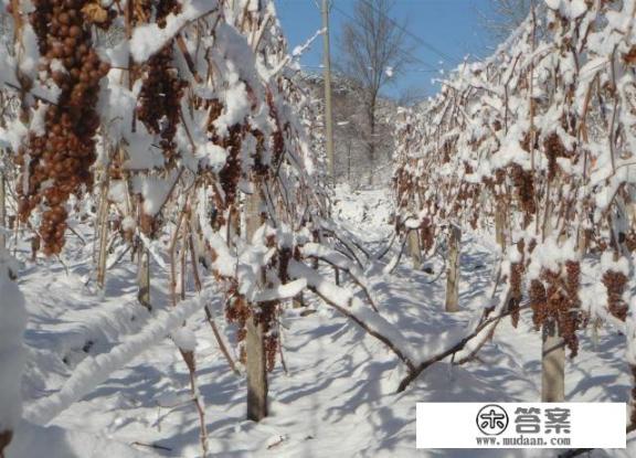 中国地区能种植出冰葡萄吗?气候适宜吗