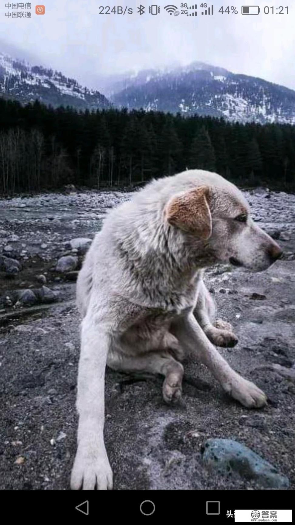 柴犬出门就叫不回来怎么办