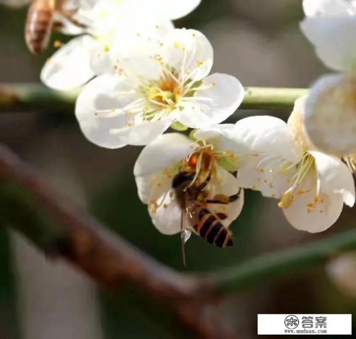 蜂蜜用什么水冲效果最好?怎样喝蜂蜜水才是正确的