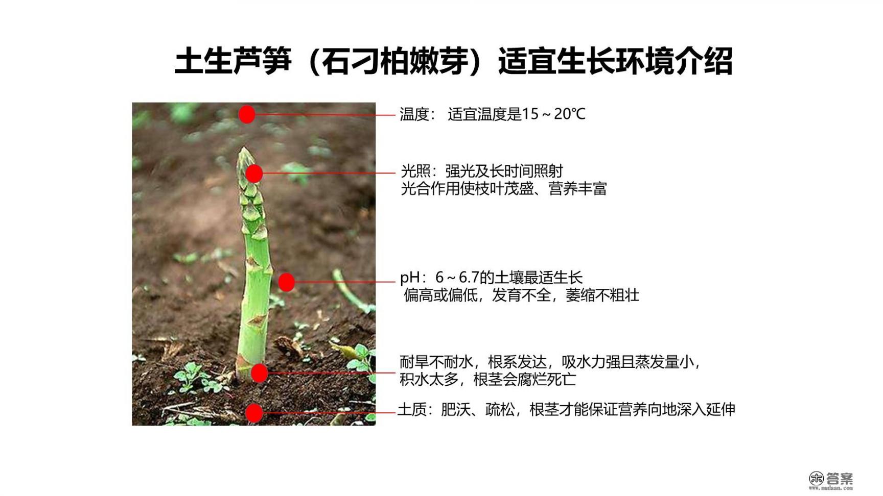 芦笋产地在什么地方