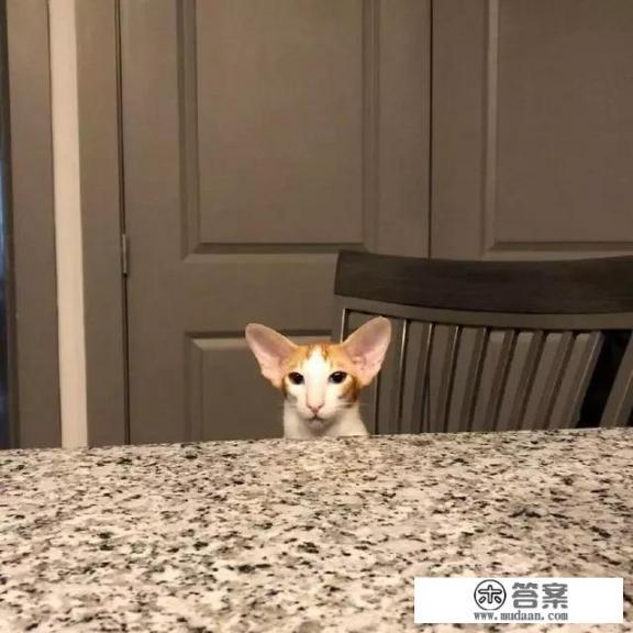 路遇一只长相奇特的猫，是什么品种