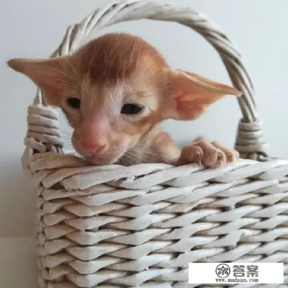 路遇一只长相奇特的猫，是什么品种