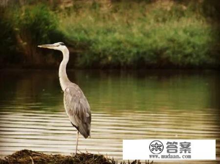 农村水田里有种专门吃蛇的青桩鸟，你知道吗？怎么吃蛇的