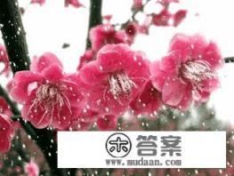 你对：梅、兰、竹、菊，是怎么理解的