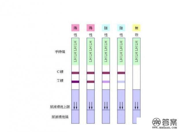 想知道不排卵会怀孕吗？有没有知道怎么测排卵的