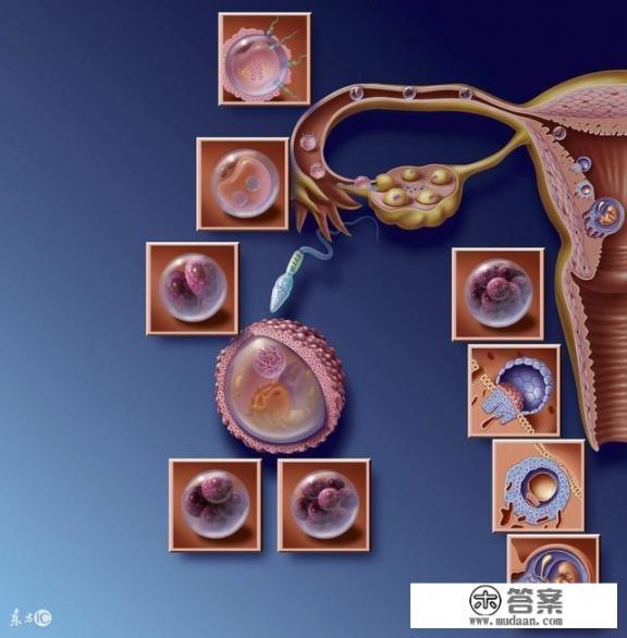 想知道不排卵会怀孕吗？有没有知道怎么测排卵的