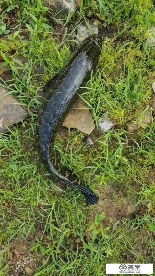 狗鱼的十种做法