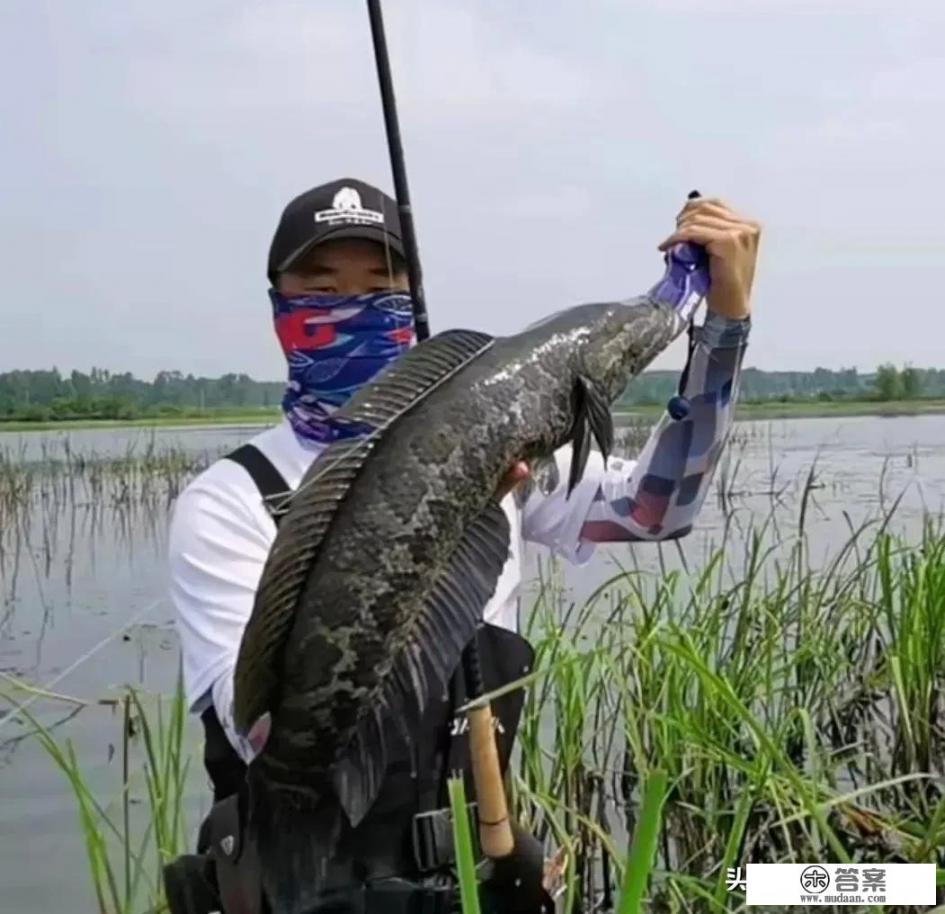 狗鱼的十种做法