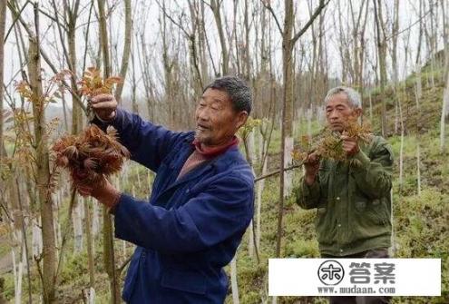 椿芽是什么树的芽？