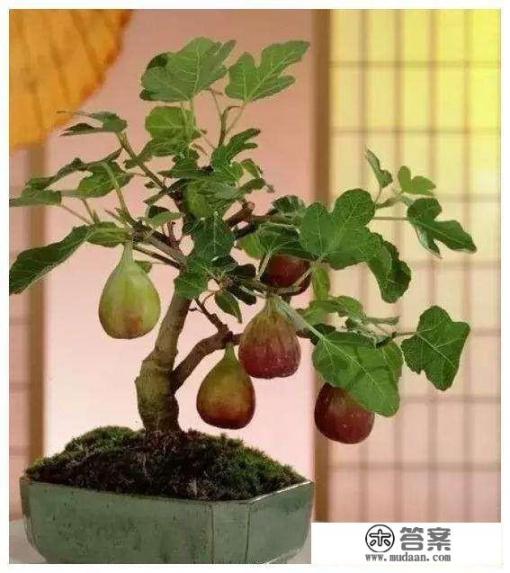 盆栽无花果什么季节换盆？