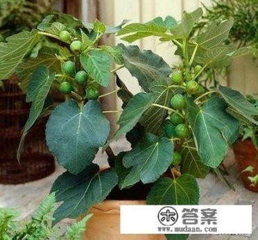 盆栽无花果什么季节换盆？