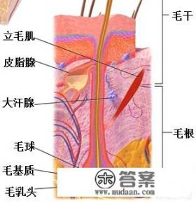 二十几岁就有白头发，在生活中该如何调理？