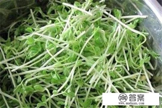 野菜苜蓿怎么吃？