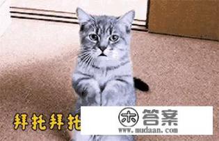 为什么有一种包子叫“天津狗不理”？有何典故？