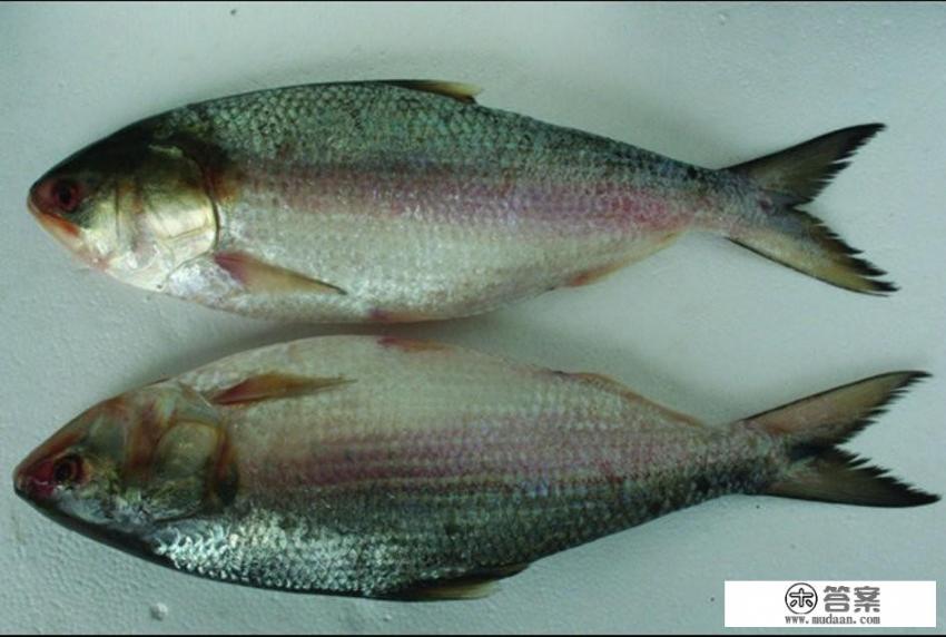 谁有长江鲥鱼的资料？