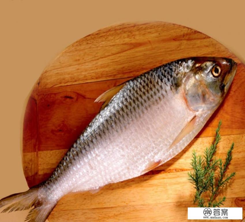 谁有长江鲥鱼的资料？