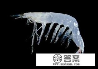 海贼王海米是什么意思？