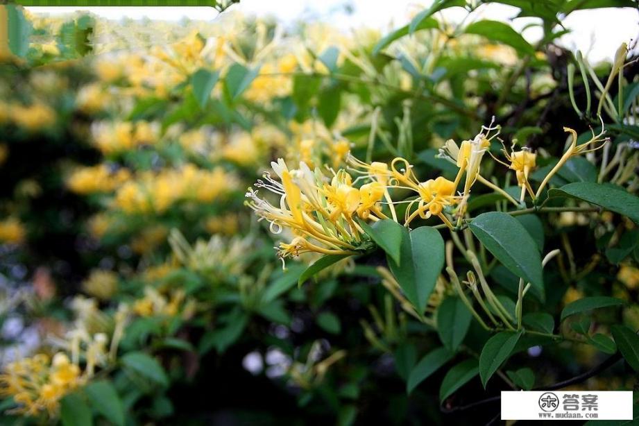 常年喝野生金银花泡的茶，会有副作用吗？